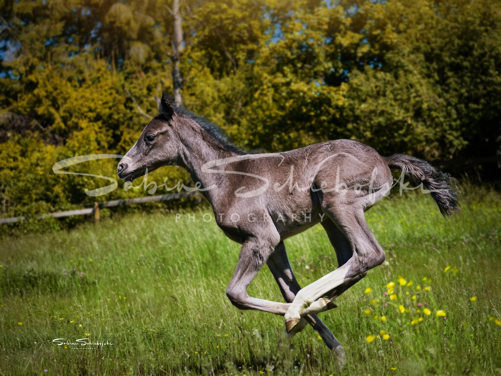 "Elli" gibt Vollgas | Das Stutfohlen geniesst die Freiheit auf der wiese und galoppiert so schnell die Beine sie tragen - Realisiert mit Pictrs.com