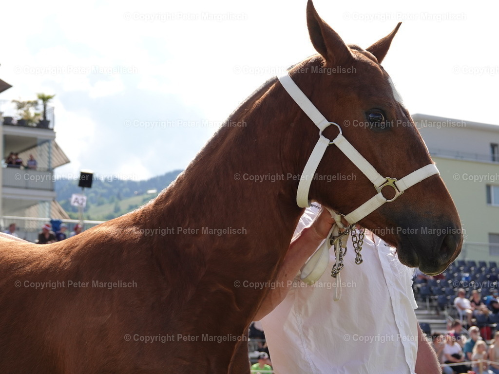 DSC06875 | Schwingen - Realisiert mit Pictrs.com
