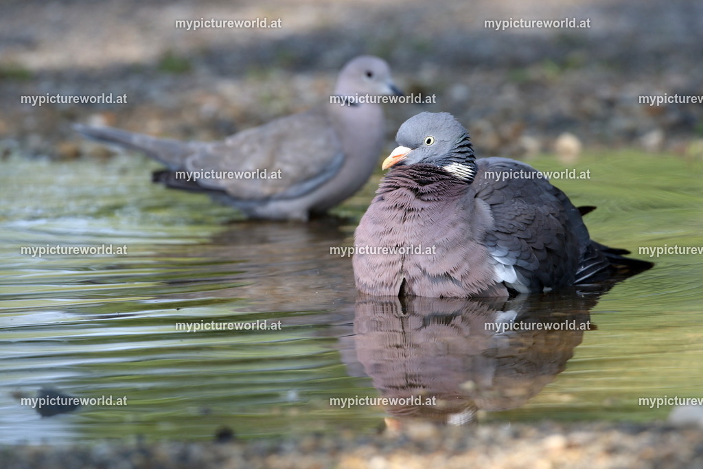 Ringeltaube-027 | Das Bilderarchiv über Tiere, Planzen und Landschaften. In der Bilddatenbank finden Sie ein große Auswahl an hochwertigen Bilder für Ihre Werbung - Realized with Pictrs.com