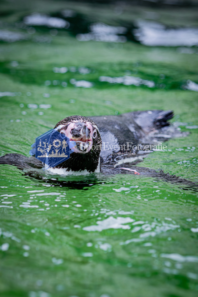 IMG_5534 | SportEventFotografie - Roman Stoiber