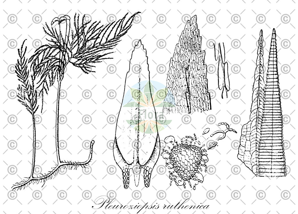 HistAbb_wfo-0001160195_2_ENZY_Simple | Historische Abbildung von Pleuroziopsis ruthenica - Climaciaceae | Historical Illustration of Pleuroziopsis ruthenica - Climaciaceae