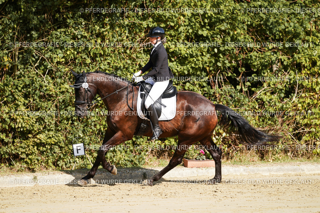 DSC08193 | Pferdegrafie