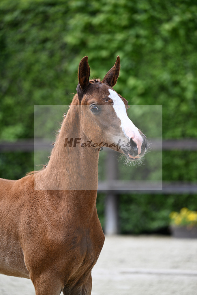 Kat-Nr. 3 Bon Esprit x Zackerey_Riederer_25240181 | hf-fotografie - Realisiert mit Pictrs.com