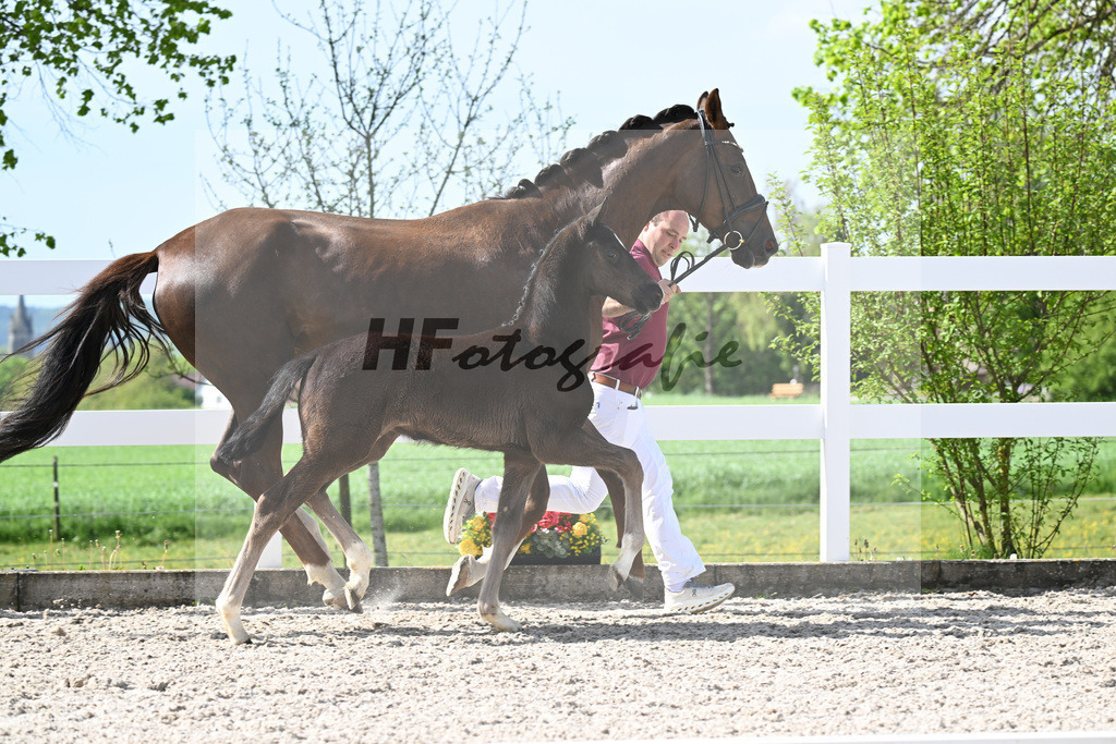 Kat-Nr. 39 HF Sebastino PS x Fuerstano_Heilemann_23260247 | hf-fotografie - Realisiert mit Pictrs.com