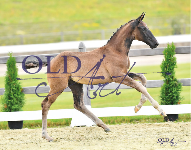 24 Vei du mei DE433330828823 HE-Fo Vivaldos - Detroit - Sandro Hit_b | <meta name="description" content="★Offizieller Merchandise und Foto-/Videostore des Oldenburger Verbandes.★ ✅Jetzt auch digital Ausdrucke erhältlich." />
<meta name="keywords" content="Merchandise Foto-/Videostore Oldenburger Verband Photographie 