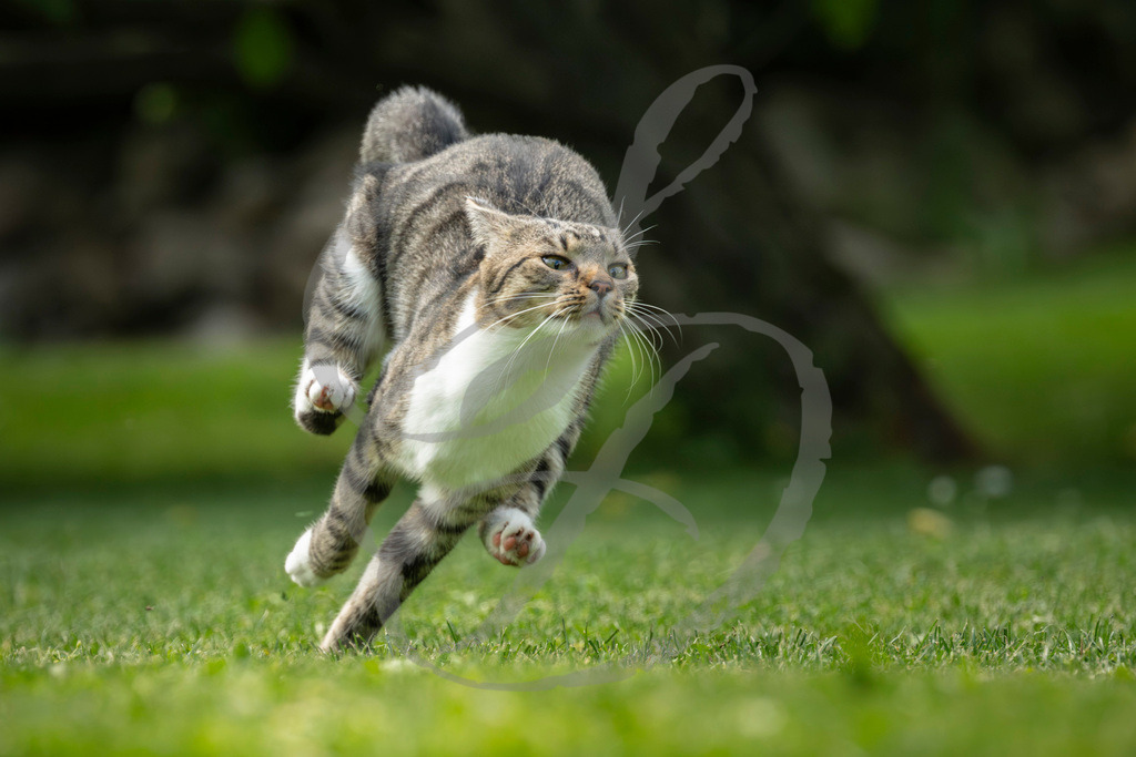 _DSC2036-Verbessert-RR | sebastiandoebroessy - Realisiert mit Pictrs.com