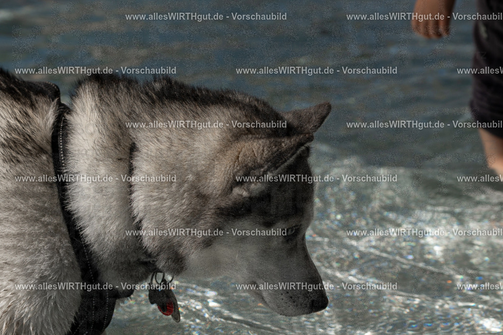 Hundeschwimmen_Volksbad_2026-allesWIRTHgut_Tierfotografie-2609061400-FAY06862 | Professionelle Tierfotografie in Mönchengladbach von Daniel Wirth (allesWIRTHgut). Liebevolle & natürliche Bilder von Hunden & Katzen für unvergessliche Erinnerungen.