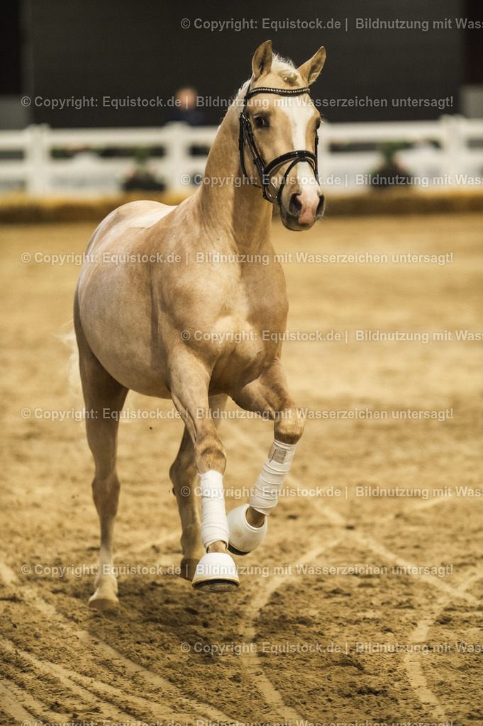 20240302_Hengstvorstellung_Marbach_TOMsPiC_0840-2 | equistock