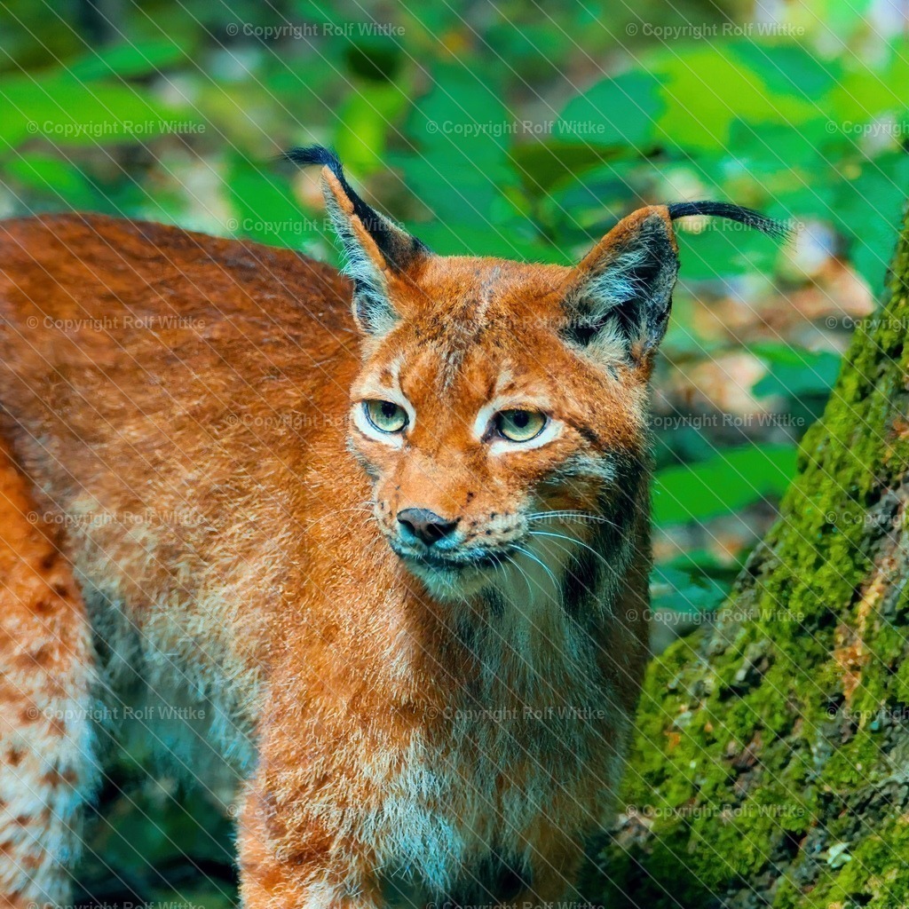 luchs1.4 | Der wachsame Luchs auf Futtersuche - Realisiert mit Pictrs.com