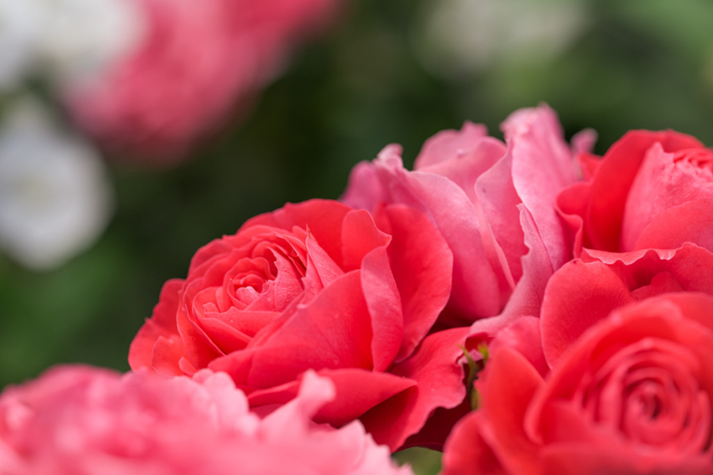 beetrose-cherry-girl-vb | Entdecken Sie hochwertige Kunstdrucke im Online-Shop von Rainer Plett. Die Fotografien umfassen norddeutsche Landschaften, Blumen, Tiere, Natur und Sehenswürdigkeiten. Erfreuen Sie sich an auserlesenen Motiven aus Schleswig-Holstein und Hamburg. - Realisiert mit Pictrs.com