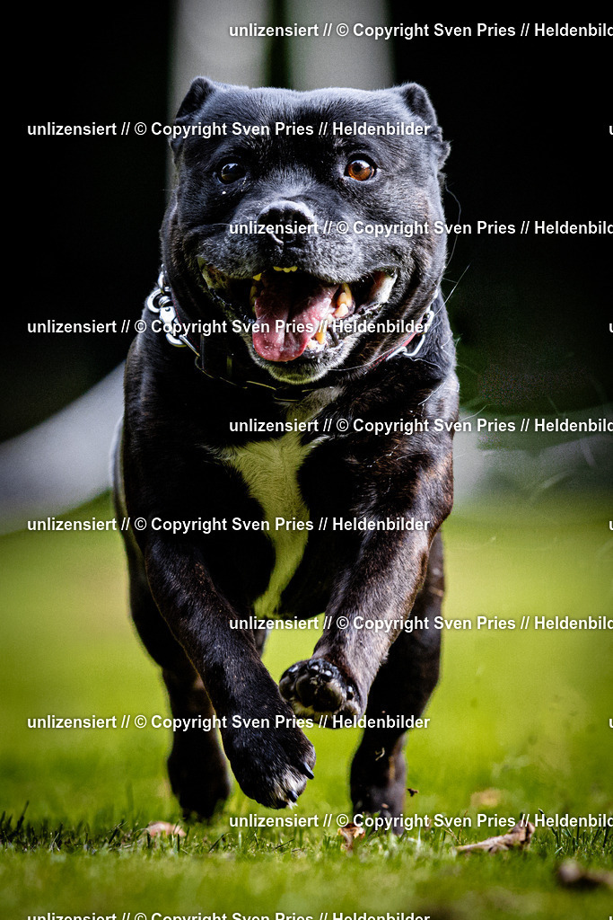 Sven Pries | 2025-10-03 - Hunderennen Obergrombach - Realisiert mit Pictrs.com