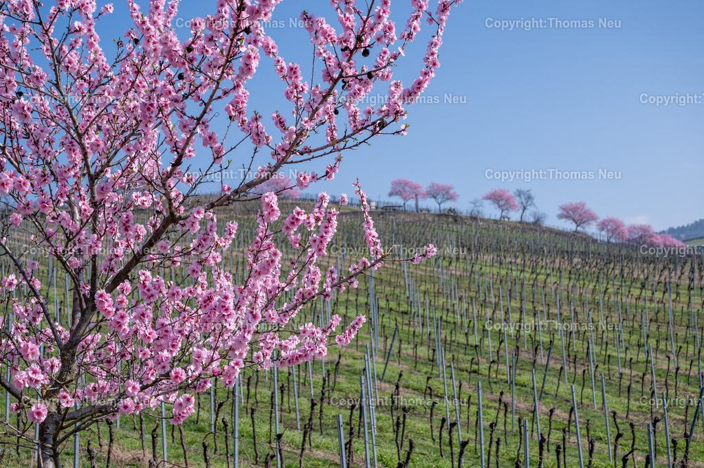 mandelbluete-bergstrasse-weinberge-bensheim-heppenheim-fruehling-Fotografie-Thomas-Neu-25 | Die Mandelblüte an der Hessischen Bergstraße gehört zu den schönsten Frühlingsmomenten der Region. Ein blühender Mandelbaum steht oberhalb der Weinberge zwischen Bensheim und Heppenheim und bietet einen weiten Blick über die Rebenlandschaft.  Die Kombination aus blühenden Mandelbäumen, Weinbergen und der sanften Landschaft der Bergstraße macht diese Szene zu einem typischen Motiv des Frühlings in Südhessen.,Bild: Thomas Neu