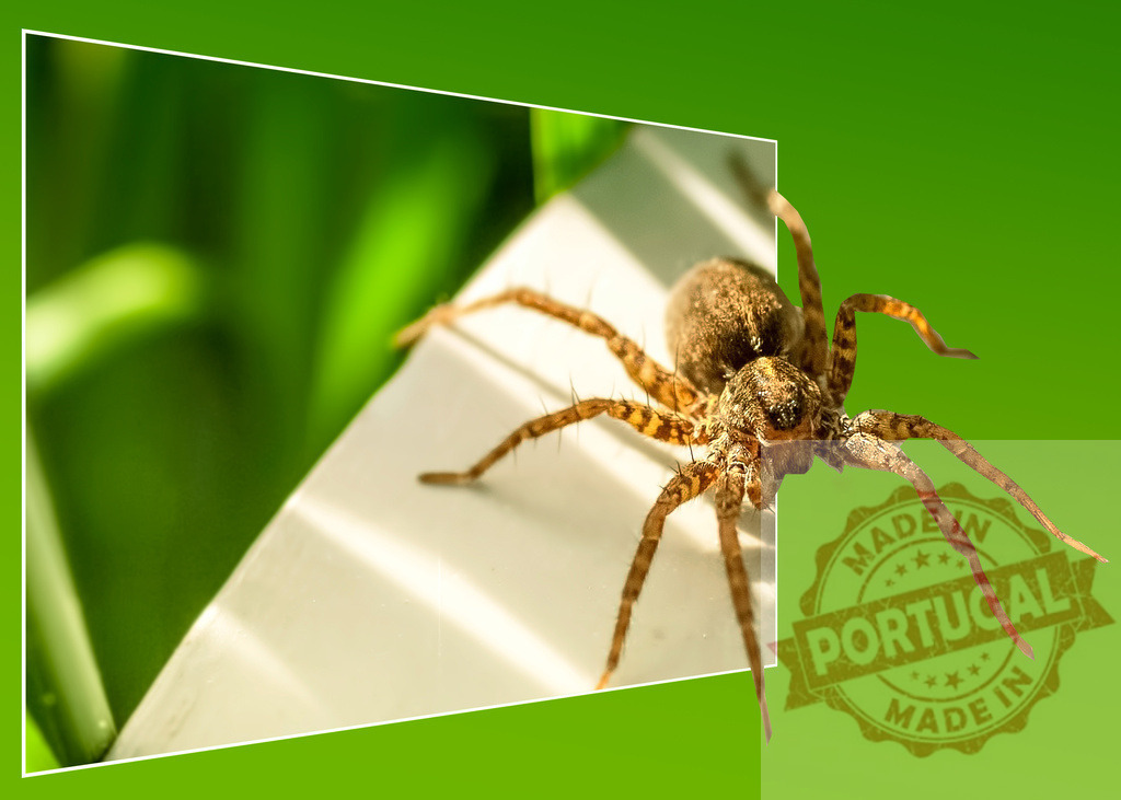Spider crawling out of screen with green background | Brown and hairy spider crawling out of a white screen with a green background - Realized with Pictrs.com