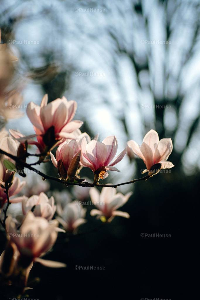 20220324_PaulHense_S0041_DSC03539 | paulhense - Realisiert mit Pictrs.com