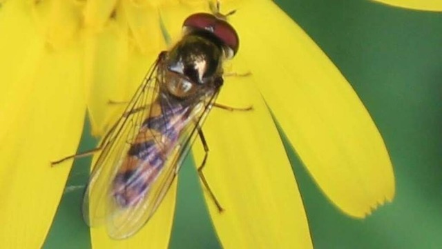 Schwebefliege_auf_Wiesenbocksbart | Verkauf von Fotos und  Videoclips zumThema Natur.Motive sind Pflanzen, Tiere, Landschaftenund Wetter - Realisiert mit Pictrs.com