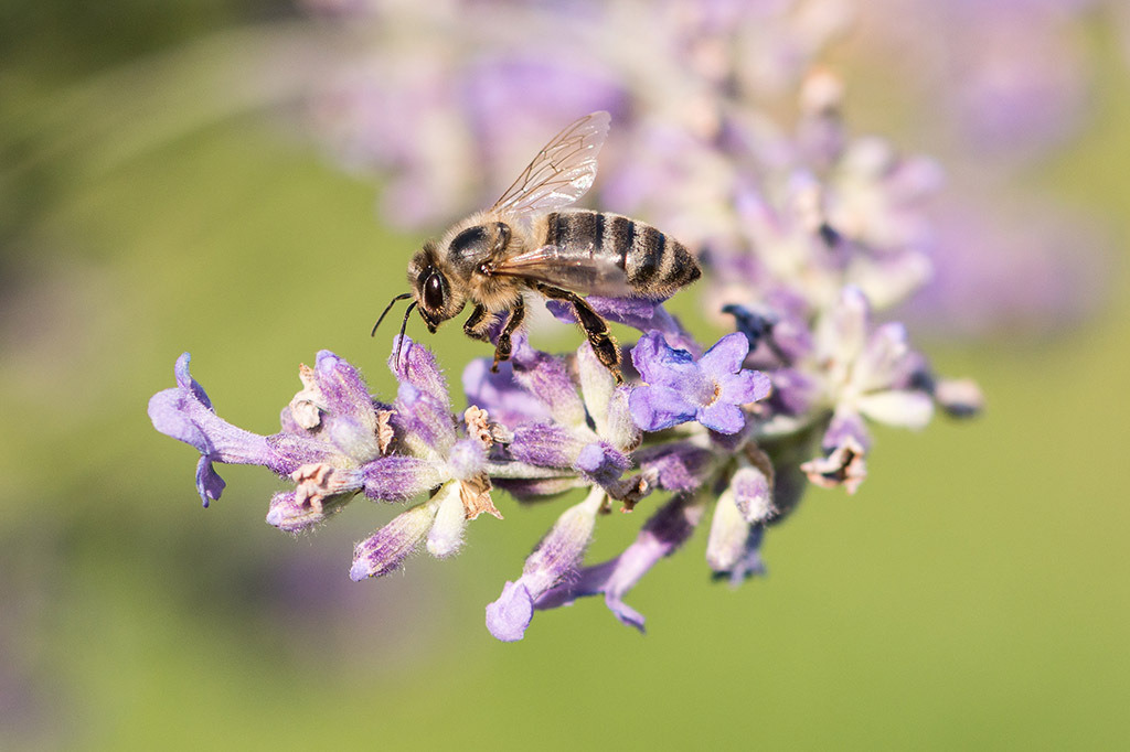 Biene auf Lavendel | Fotos mit schönen Motiven aus der Region Basel. - Realisiert mit Pictrs.com