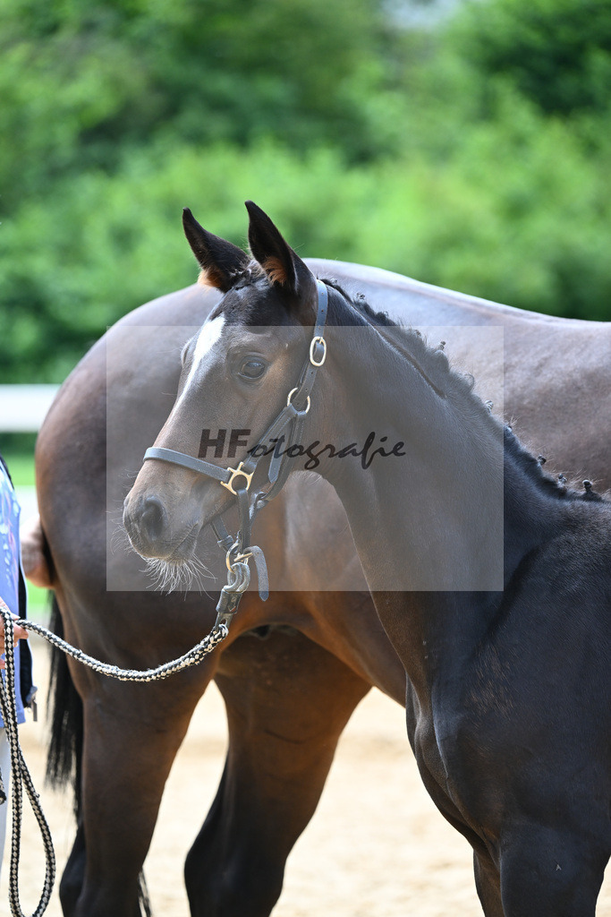 Kat-Nr. 20 Valenziano x Decurio_Gindhart_27140627 | hf-fotografie - Realisiert mit Pictrs.com