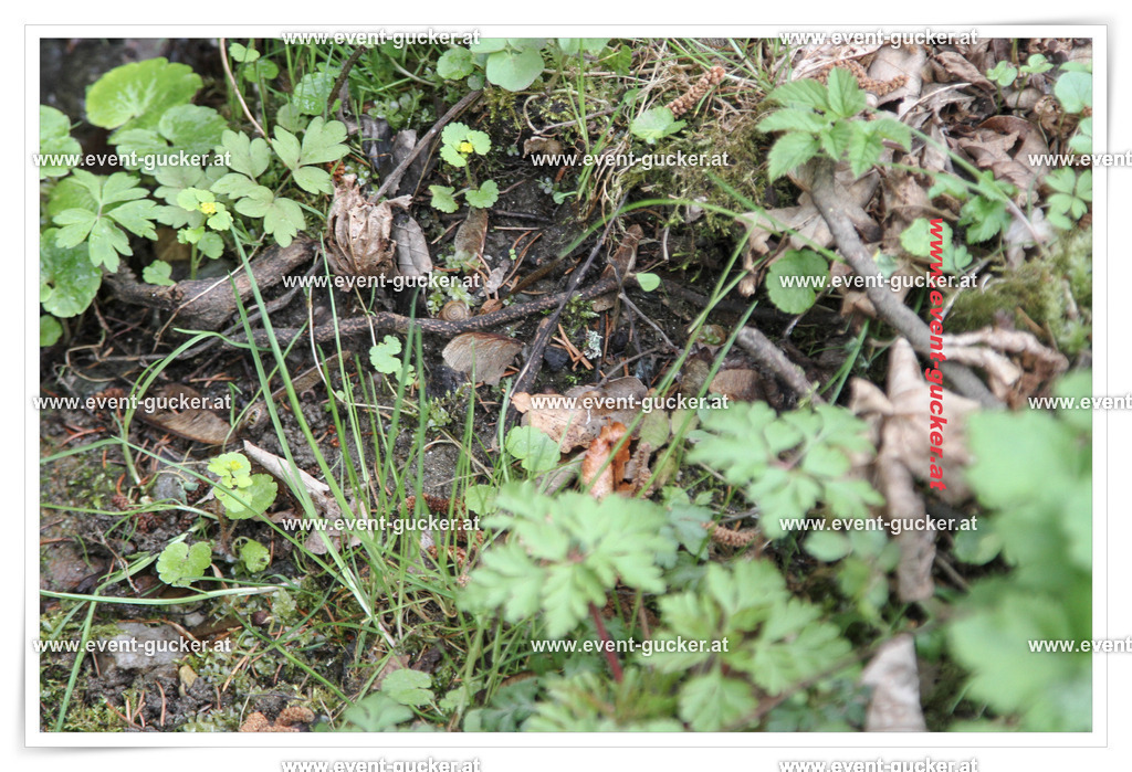 batch_MARI6363 | Sportfoto event-gucker Herbert Scherer