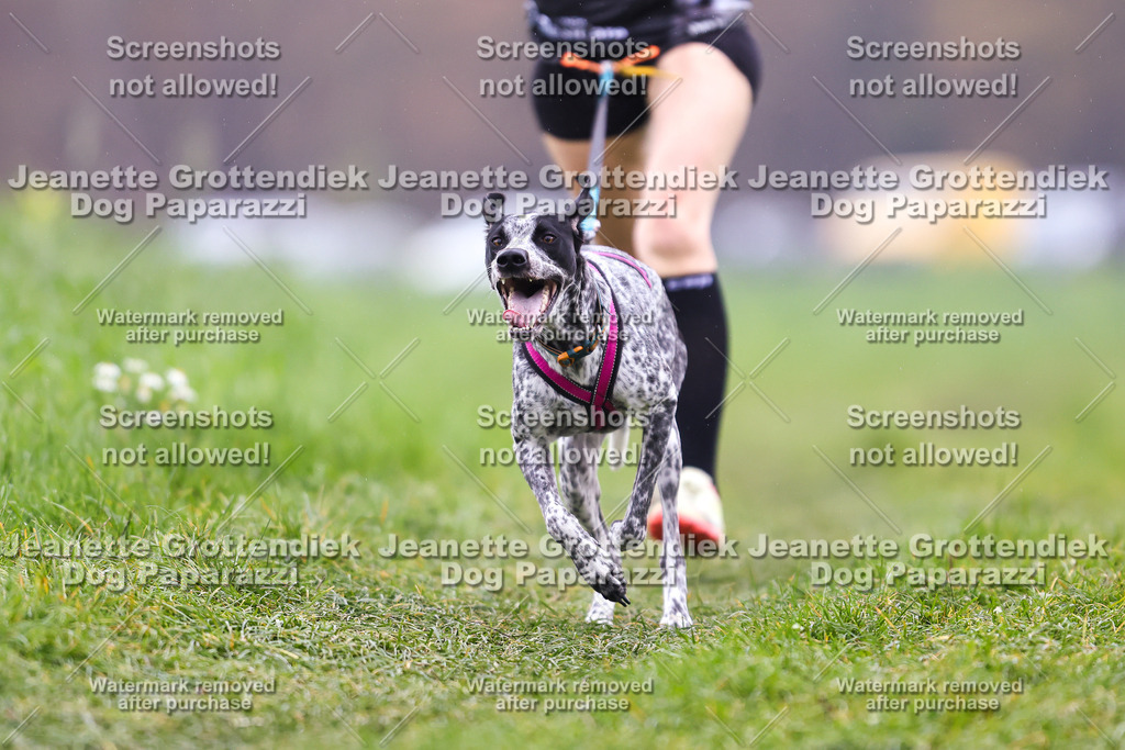 Dog Paparazzi - Visbeck 25 -798 | Dog Paparazzi Jeanette Grottendiek Fotografie & Videografie - Realisiert mit Pictrs.com