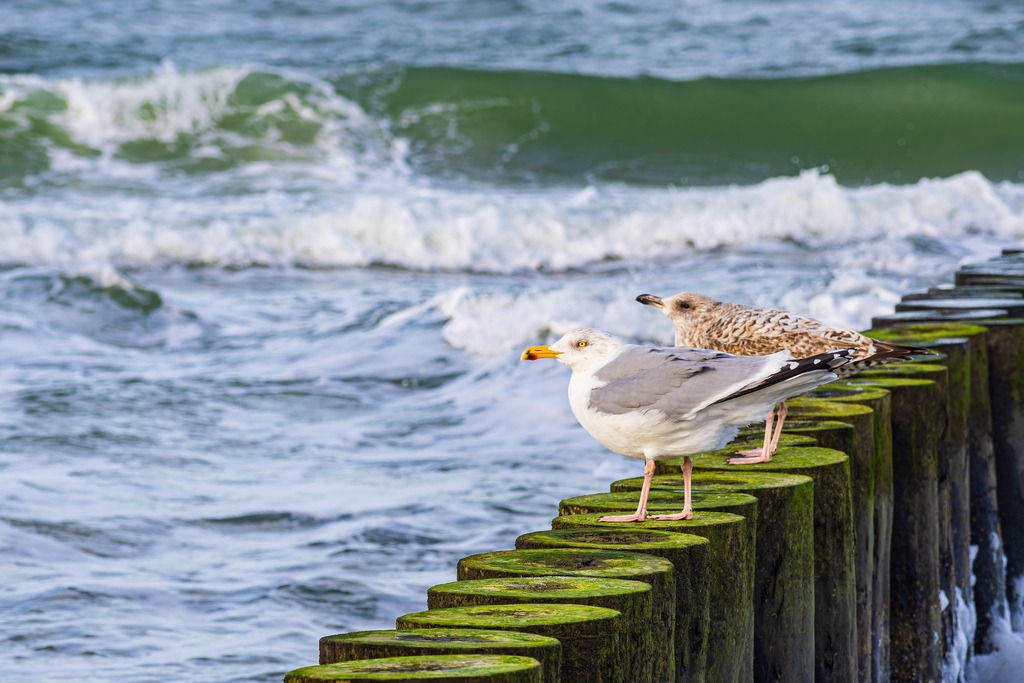 Möwen und Buhne an der Küste der Ostsee in der Nähe von Graal Müritz | Möwen und Buhne an der Küste der Ostsee in der Nähe von Graal Müritz.