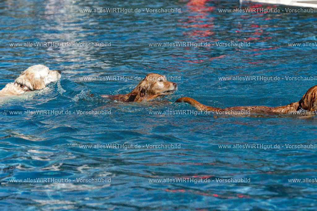 Hundeschwimmen_Volksbad_2026-allesWIRTHgut_Tierfotografie-2609061117-FAY06190 | Professionelle Tierfotografie in Mönchengladbach von Daniel Wirth (allesWIRTHgut). Liebevolle & natürliche Bilder von Hunden & Katzen für unvergessliche Erinnerungen.