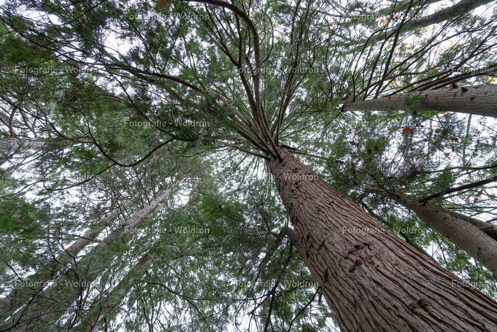 20221109 Kennelbach Gemeinde Amt-5 | Fotografie Woldron