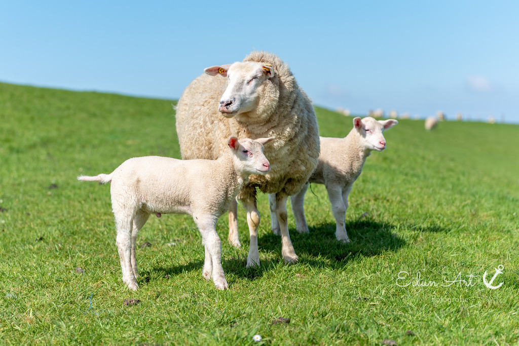 20250424-EAF_8062 | Eilun-Art-Fotografie Levke Martens, ihre Fotografin für Immobilien- und Landschaftsfotografie auf Föhr, Föhrer Motive als Poster, Leinwand, hinter Acrylglas oder stelle dir deinen eigenen Monatskalender zusammen, mit nur einem Klick
