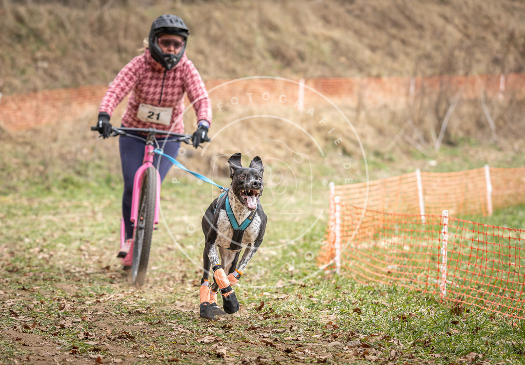 Pfotenfotografie_DV3A7212 | Hundefotografie, Tierfotograf, Pfotenfotografie, Fotoshooting Hund, Hunde Portrait, Hundesport, Hundeportraits, Heideshooting, Hunde, Sportfotograf, Hundefotograf, Turnierhundsport, THS,  - Realisiert mit Pictrs.com