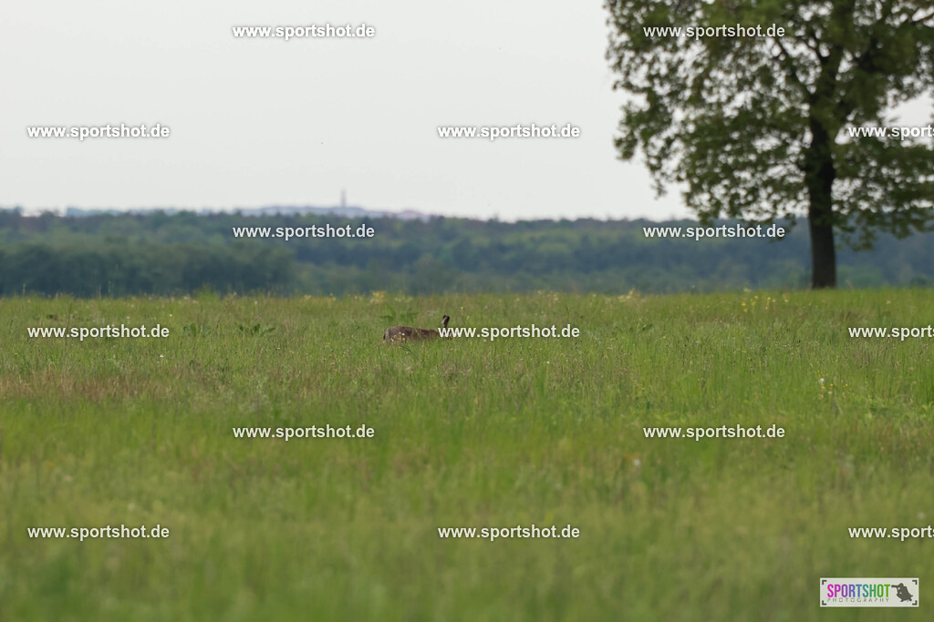 GY5A2597 | Neusiedler See Radmarathon 2025 #neusiedlerseeradmarathon #yourpictrs #sportshot_your_pictrs @Sportshotphotography Copyright:www.sportshot.de