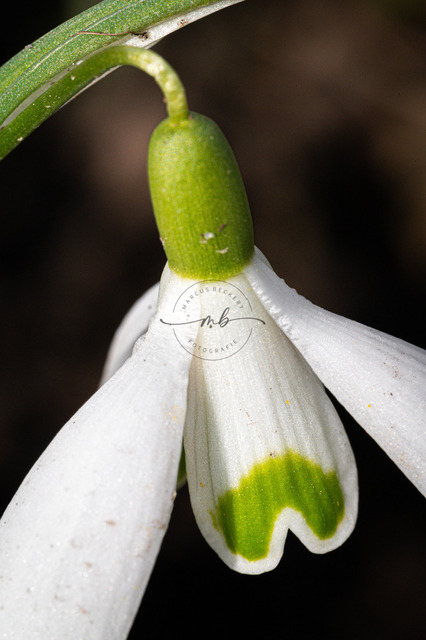 Blüte eines Schneeglöckchens | Die weiße Blüte von einem Schneeglöckchen - Realisiert mit Pictrs.com