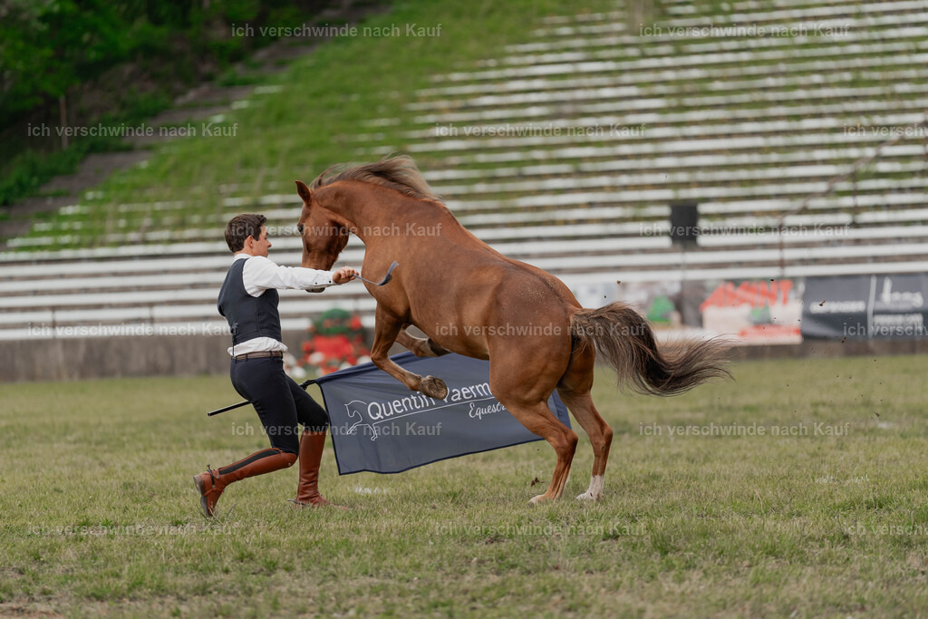 Showprogramm-428 | working equitationturnier fotograf videograf stoibphotography marixx film working equitation deutschland reitsport turnierfotografie eventfotografie equestrian events