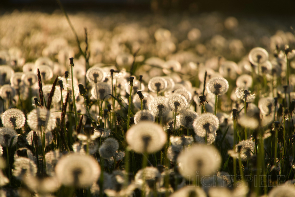 Lichtfänger | Pusteblumen im Abendlicht - Realisiert mit Pictrs.com