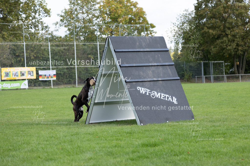 _16A6691 | Einzigartige Fotos von Hunden & Menschen –Actionfotos, Portraits, Vereinsaufnahmen & Paarshootings – authentisch, lebendig & mit Herz.