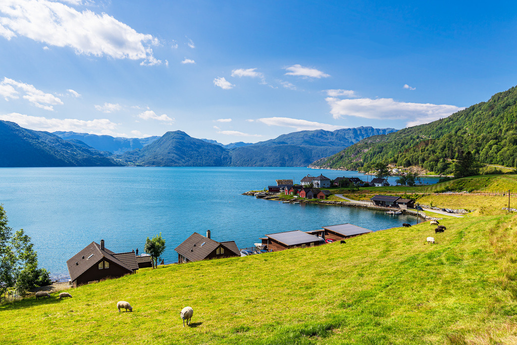Blick über den Åkrafjord mit Schafen in Norwegen | Blick über den Åkrafjord mit Schafen in Norwegen.