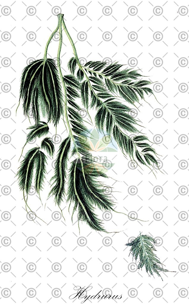 HistAbb_7P6LQ_4_ENZY_Simple | Historische Abbildung von Hydrurus - Hydruraceae (0) | Historical Illustration of Hydrurus - Hydruraceae (0)