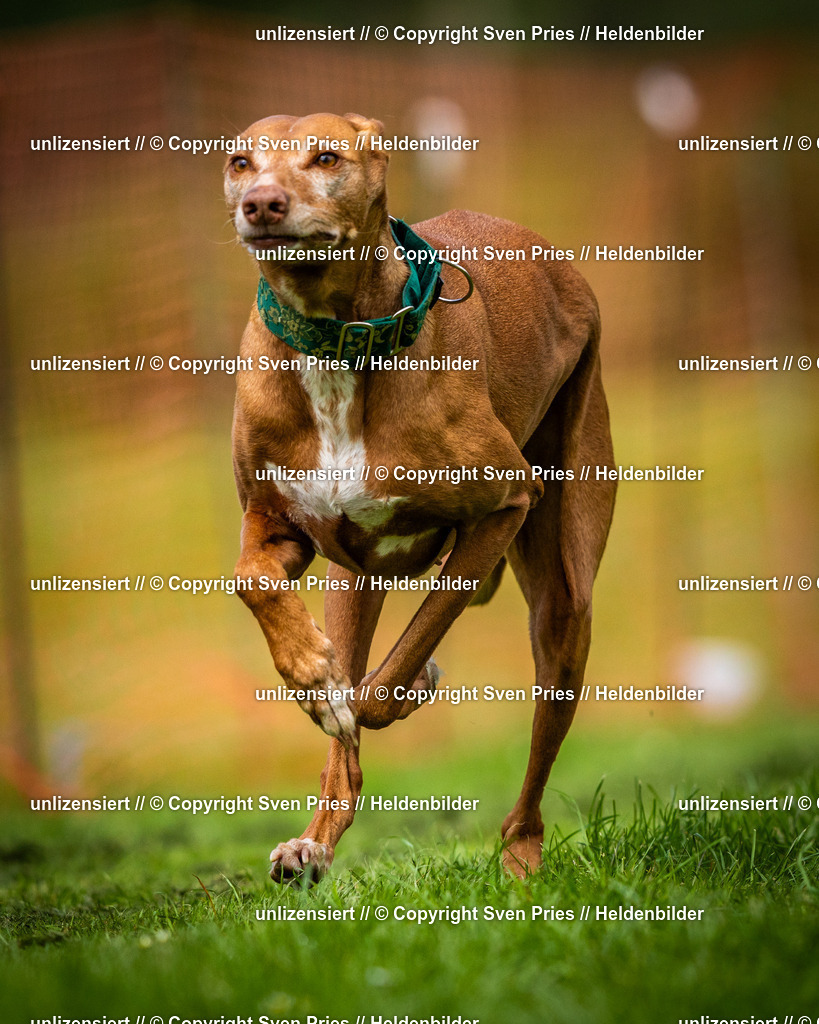 Sven Pries | 2025-04-13 - Hunderennen Baden-Baden - Realisiert mit Pictrs.com