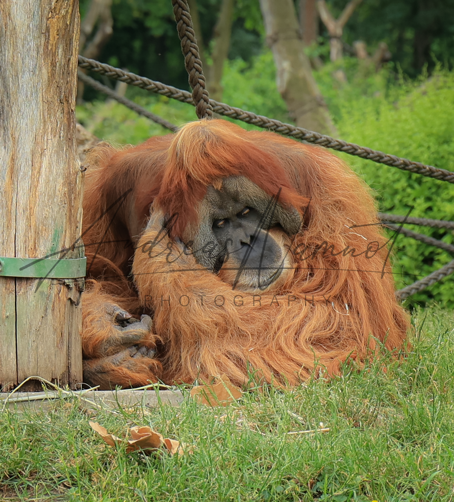 Orang Utan | Zoobesuch Leipzig 2022 - Realisiert mit Pictrs.com