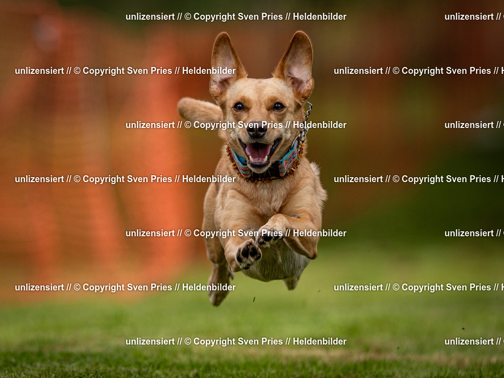 Sven Pries | 2024-09-22 - Hunderennen Baden-BadenPudelverein - Realisiert mit Pictrs.com