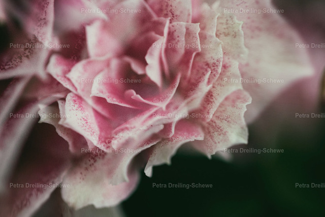 _MG_1275 | PeDSchWork Fotodesign gegen kahle Stellen an Ihren Wänden. In meinen Galerien finden Sie eine große Bandbreite an verschiedenen Genres. Von Fotografie bis KI. - Realisiert mit Pictrs.com