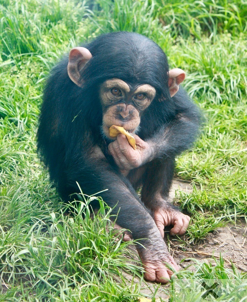 Baby Chimp | smash-photography.com