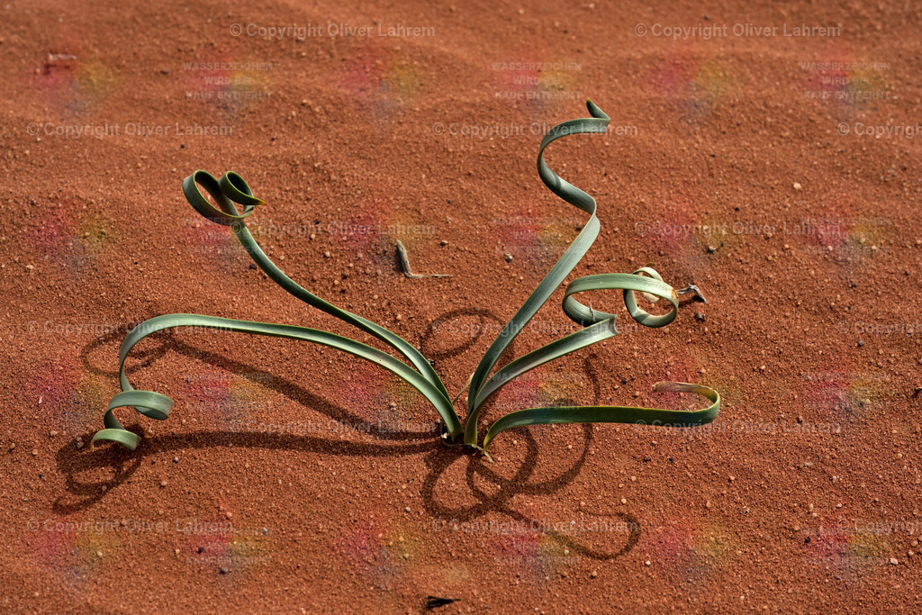 Skurrile Trichternarzisse | Die Blätter der Trichternarzisse ( Pancratium sickenbergeri) verdrehen sich skurril und bilden einen schönen Kontrast vor dem roten Sand des Wadi Rum.