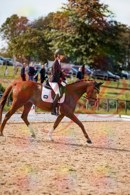 2026_10_03_Siefer-Hof_132839_Z63_89501291 | Professionelle Reitsport-, Turnier- und Eventfotografie von Robert Broda. Galerien mit ausgewählten und bearbeiteten Bildern direkt online ansehen und bestellen.