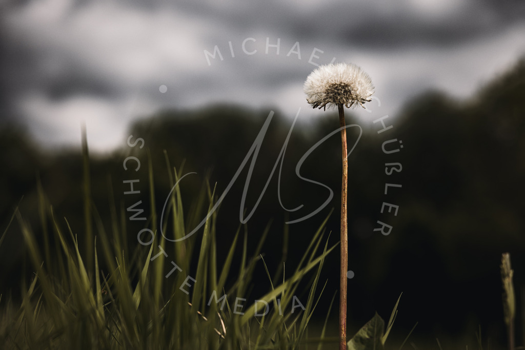 2022-05-13 Pusteblume Mohnblume - 007 | Pusteblume in der Wiese - Realisiert mit Pictrs.com