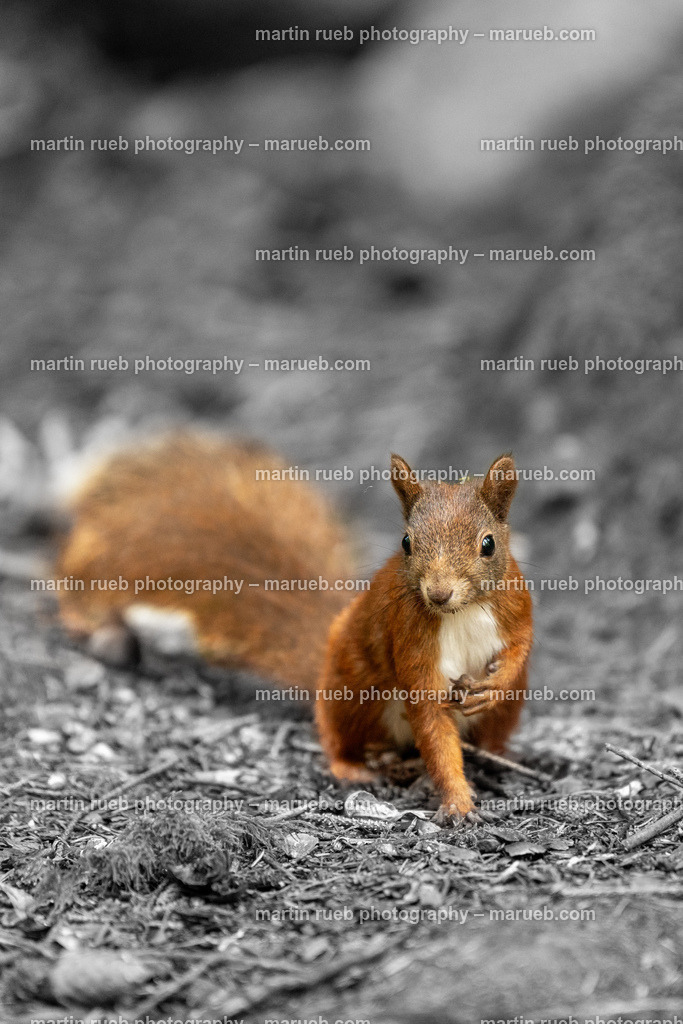 Squirrel's pulse (vertical) | Squirrel in it's natural habitat - Realisiert mit Pictrs.com