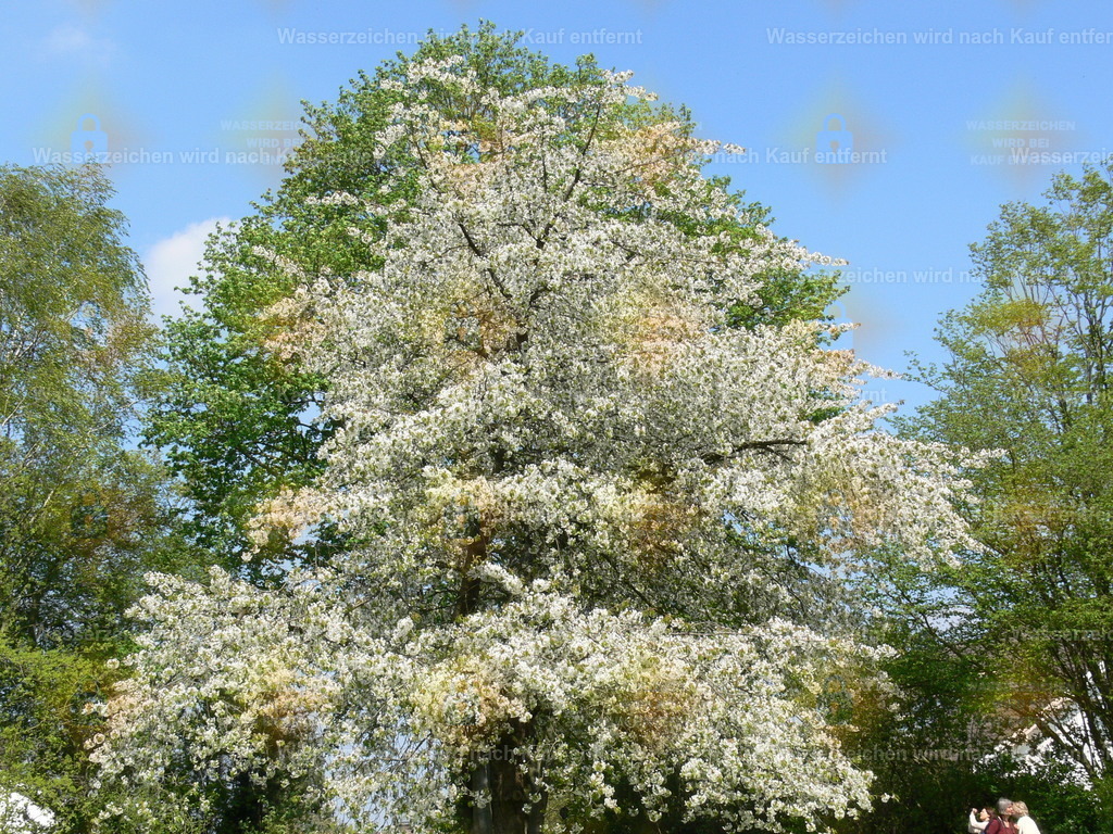 P1060390 | Fotoseite Wolkenblende - Das Hobby fotografieren begleitet mich schon  viele  Jahre. Auf den nächsten Seiten zeige ich ein paar Schnappschüsse der letzten Jahre und es kommen immer neue hinzu. Schau einfach mal rein. - Realisiert mit Pictrs.com