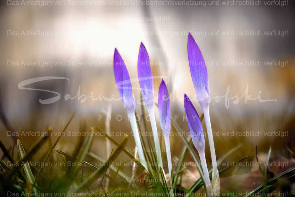 Wandbild Eine Krokus Gruppe | People- und Tierfotografie, Imageaufnahmen, Veranstaltungsfotografie und Wandbilder aus der Natur ★ Made in Germany ✔️ Druck + Downloads ✔️ Naturfotografie in Top Qualität ★ schneller Versand, weltweite Lieferung! - Realisiert mit Pictrs.com
