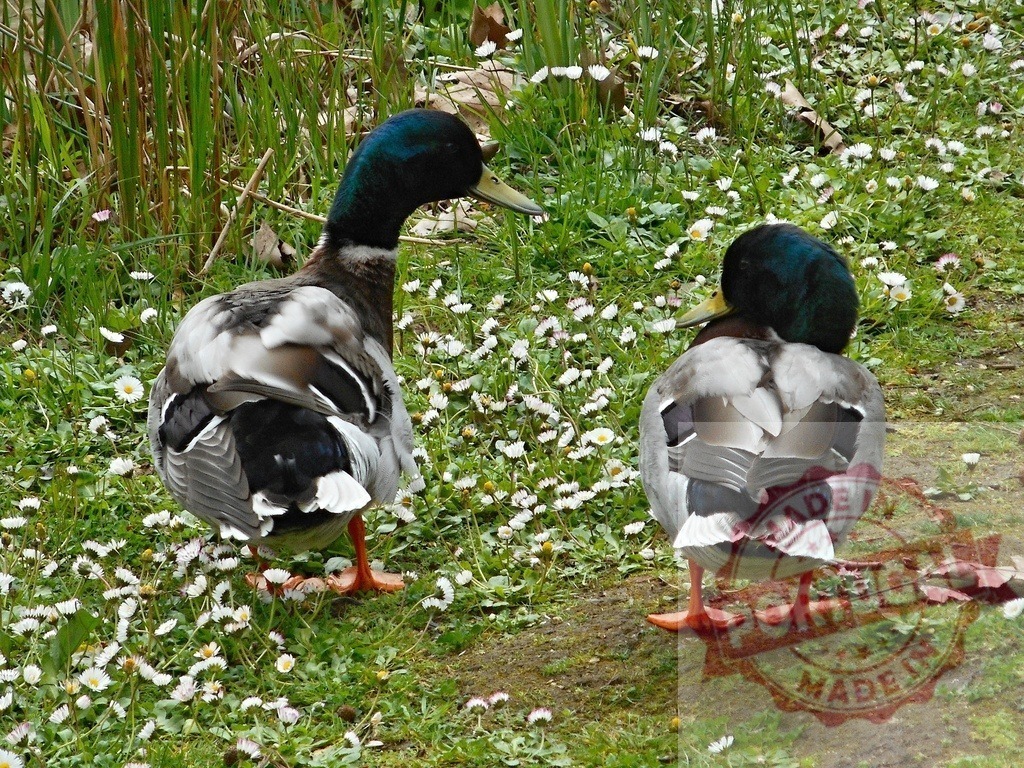 Male mallard ducks standing on grass with daisies | Two mallard ducks standing together in a field of green grass and white daisies - Realized with Pictrs.com