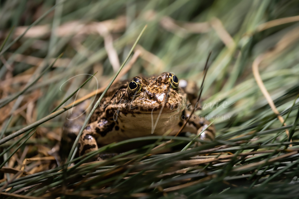 Frosch | Frosch in Tirol