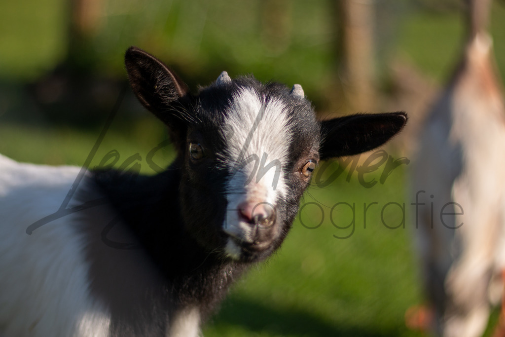 Natur & Tiere 10 | Junge Ziege. - Realisiert mit Pictrs.com
