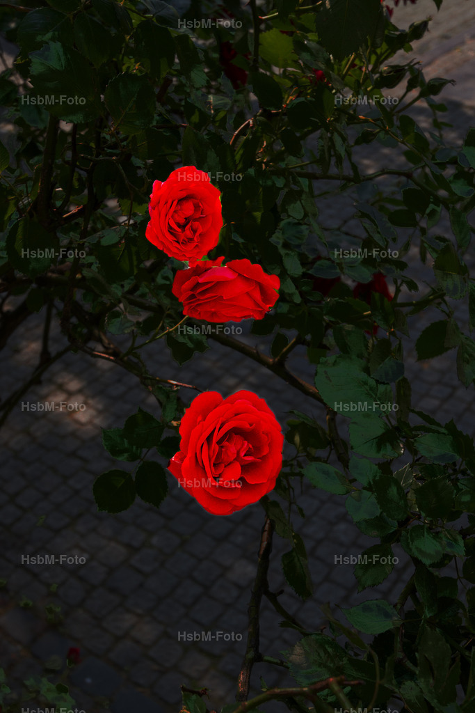 Rosen am Weg | Drei Rosen am Rand des Weges - Realisiert mit Pictrs.com